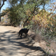 Illustration for article titled Toby Hike Day: Wellbarn Road to San Joaquin River Trail